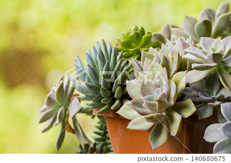 pot of various succulents, close-up image, space for text pot of various succulents, close-up image, space for text 140680675