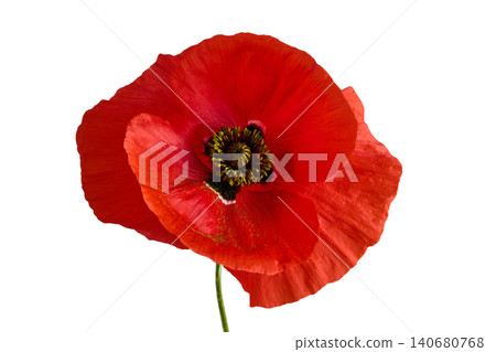 Red poppy flower blooming on white background Red poppy flower blooming on white background 140680768