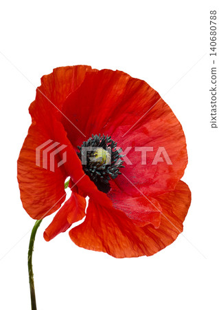 Red poppy bloom symbolizing remembrance and nature on white Red poppy bloom symbolizing remembrance and nature on white 140680788