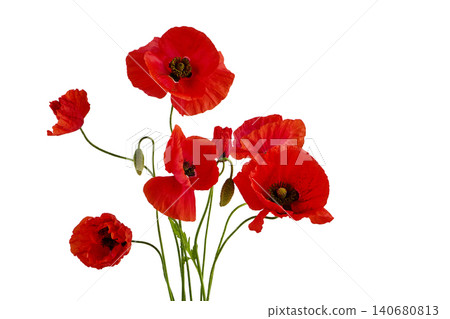 Red poppy flowers with buds blooming on white background Red poppy flowers with buds blooming on white background 140680813