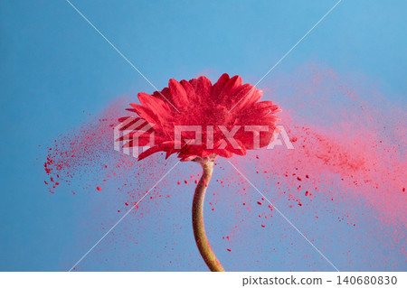 Red gerbera daisy exploding with vibrant pink powder Red gerbera daisy exploding with vibrant pink powder 140680830