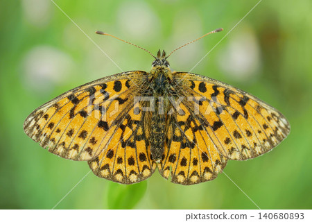Boloria selene small pearl bordered fritillary butterfly beautiful dorsal view o rare, vulnerable species resting on a plant leaf take nectar from flowers bramble and thistles in meadow wetland spread Boloria selene small pearl bordered fritillary butterfly beautiful dorsal view o rare, vulnerable species resting on a plant leaf take nectar from flowers bramble and thistles in meadow wetland spread 140680893