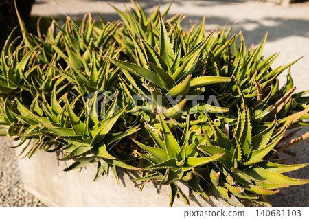 Green aloe vera plants growing in a stone planter Green aloe vera plants growing in a stone planter 140681103