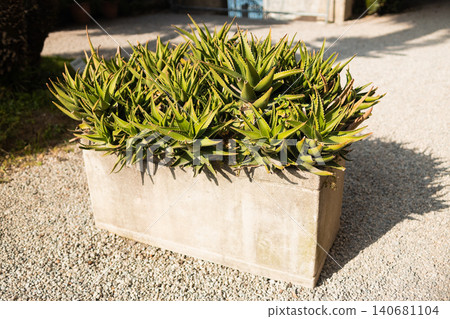 Green aloe vera plants growing in a stone planter 140681104
