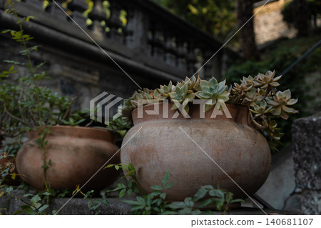 Green succulent plants growing in rustic terracotta pots 140681107