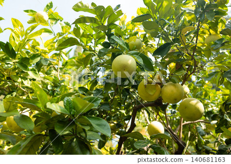 Fresh pomelo fruits growing on a green tree Fresh pomelo fruits growing on a green tree 140681163