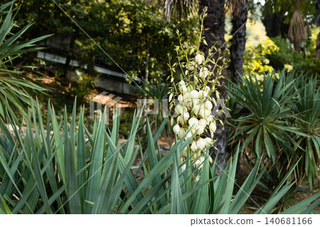Blooming yucca plant with white flowers in a garden Blooming yucca plant with white flowers in a garden 140681166
