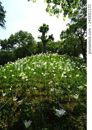 Kasui Lily Garden, Fukuroi City Kasui Lily Garden, Fukuroi City 140681172