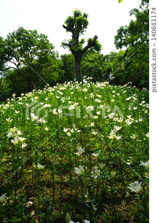 Kasui Lily Garden, Fukuroi City Kasui Lily Garden, Fukuroi City 140681174