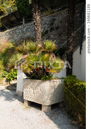 Large ancient stone planter with yucca tree on a sunny terrace Large ancient stone planter with yucca tree on a sunny terrace 140681189