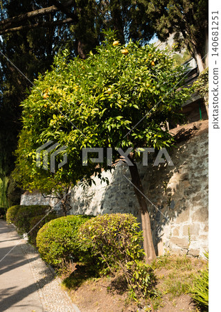 Manicured green trees and bushes in a formal garden Manicured green trees and bushes in a formal garden 140681251