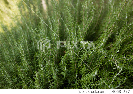 Large lush rosemary bush growing in a garden Large lush rosemary bush growing in a garden 140681257