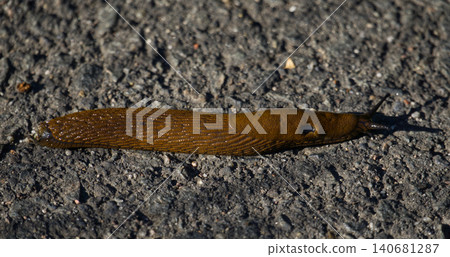 A large garden pest Spanish slug (Arion vulgaris) crawling on a textured asphalt surface. Agricultural parasite, invasive gastropod mollusk species, and garden pest control management issues under A large garden pest Spanish slug (Arion vulgaris) crawling on a textured asphalt surface. Agricultural parasite, invasive gastropod mollusk species, and garden pest control management issues under 140681287