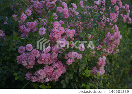 A large decorative shrub of garden climbing or shrub rose abundantly covered with soft pink flowers and buds during the summer season. Dense green foliage, natural soft daylight, perfect for landscape A large decorative shrub of garden climbing or shrub rose abundantly covered with soft pink flowers and buds during the summer season. Dense green foliage, natural soft daylight, perfect for landscape 140681289