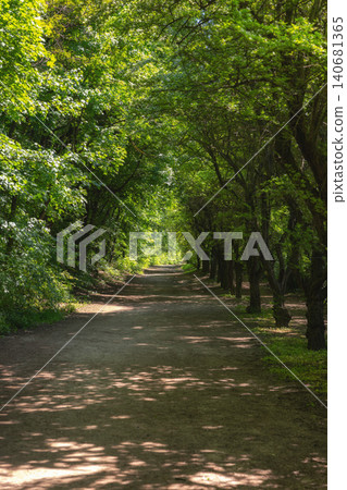 Forest path winding through vibrant green trees Forest path winding through vibrant green trees 140681365