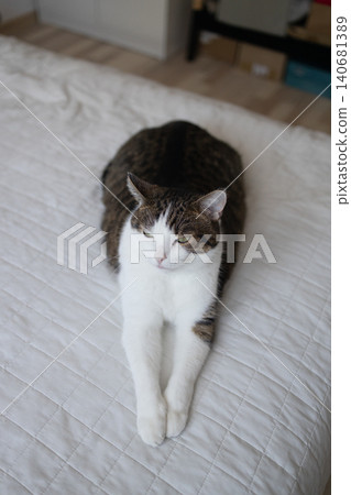 Adorable short haired tabby and white cat relaxing on a cozy blanket on the bed inside a bedroom and looking up curious. Adorable short haired tabby and white cat relaxing on a cozy blanket on the bed inside a bedroom and looking up curious. 140681389