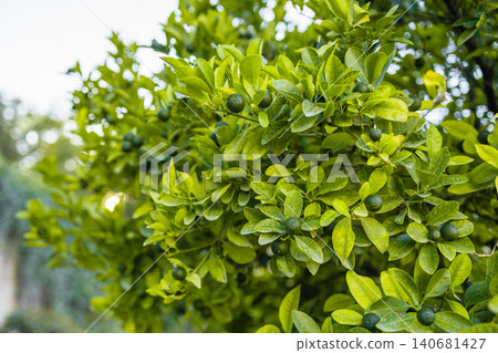 Close up of small green citruses on tree branches Close up of small green citruses on tree branches 140681427