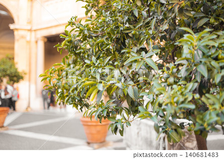 Close up of green leaves on tree in historic courtyard 140681483
