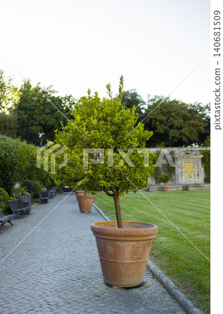 Potted tree on paved walkway in historic palace garden Potted tree on paved walkway in historic palace garden 140681509