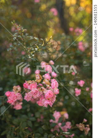 Beautiful pink roses blooming on a bush in garden Beautiful pink roses blooming on a bush in garden 140681555