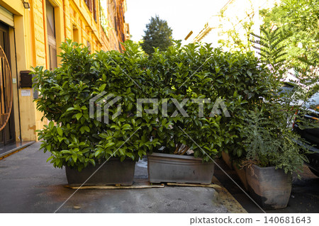Row of green lush bushes in stone pots decorating an outdoor cozy street or patio. Row of green lush bushes in stone pots decorating an outdoor cozy street or patio. 140681643