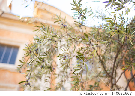 Green olive tree branches with small young olives growing outdoors on a sunny day. Green olive tree branches with small young olives growing outdoors on a sunny day. 140681668
