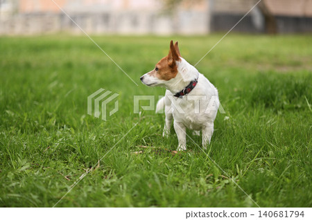 Jack Russell dog looking toward camera on grassy lawn in natural setting. 140681794
