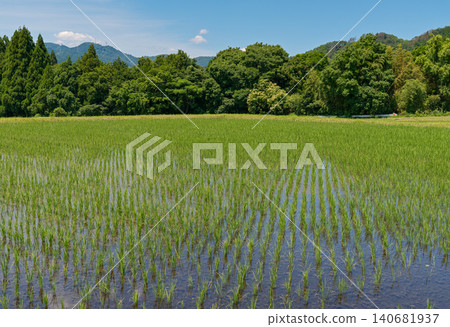 Lush green rice paddies stretching across the countryside Lush green rice paddies stretching across the countryside 140681937
