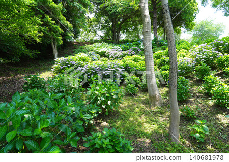 Kasui Lily Garden, Fukuroi City Kasui Lily Garden, Fukuroi City 140681978