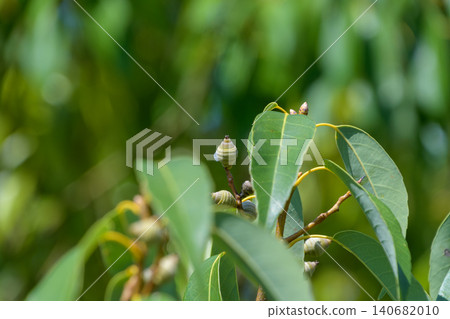 Tiny green baby acorns growing on branches in early autumn Tiny green baby acorns growing on branches in early autumn 140682010