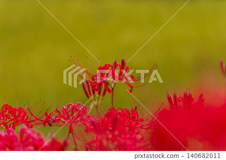 Spider lilies blooming beautifully against a backdrop of golden rice fields. Spider lilies blooming beautifully against a backdrop of golden rice fields. 140682011