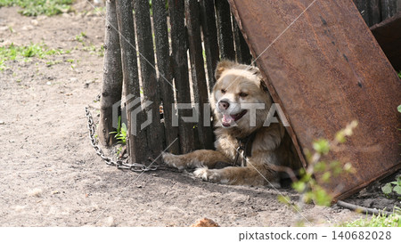 Dog lying near wooden gate inside rural farmyard, attached chain visible, 140682028