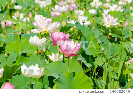 在盛夏的陽光下,蓮花競相綻放,美不勝收。 在盛夏的陽光下,蓮花競相綻放,美不勝收。 140682049