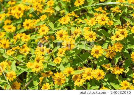 A field of vibrant yellow Melampodium flowers in full bloom. A field of vibrant yellow Melampodium flowers in full bloom. 140682070