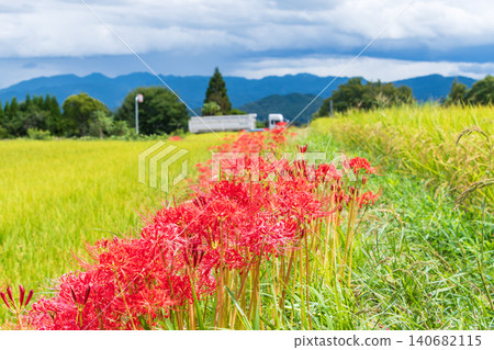 Spider lilies blooming continuously along the paths between the golden rice paddies against the blue sky. Spider lilies blooming continuously along the paths between the golden rice paddies against the blue sky. 140682115