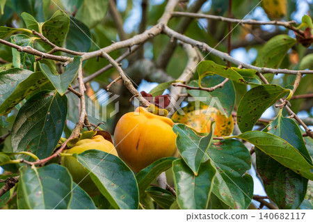 Large persimmons ripen under the blue autumn sky. Large persimmons ripen under the blue autumn sky. 140682117