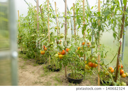 Fresh organic tomatoes ripening on branches in greenhouse garden Fresh organic tomatoes ripening on branches in greenhouse garden 140682324