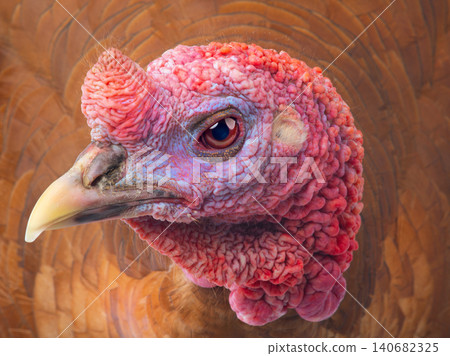 portrait of brown female turkey portrait of brown female turkey 140682325