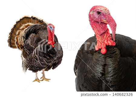 two male turkey isolated on white background two male turkey isolated on white background 140682326