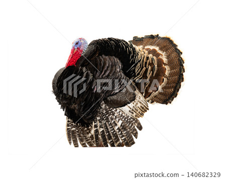 turkey isolated on white background turkey isolated on white background 140682329