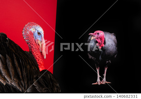 portrait of a turkey on a black and red background portrait of a turkey on a black and red background 140682331