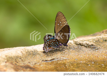 Butterfly insect pair mating rock macro nature wildlife tropical on sunlit stone ledge with green bokeh background, delicate wings touching, calm spring scene Butterfly insect pair mating rock macro nature wildlife tropical on sunlit stone ledge with green bokeh background, delicate wings touching, calm spring scene 140682474