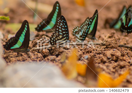 Butterfly insect wing blue black soil mud puddle nature wildlife, group of tropical butterfly feeding on mineral rich mud, soft blurred background, calm natural behavior 140682479