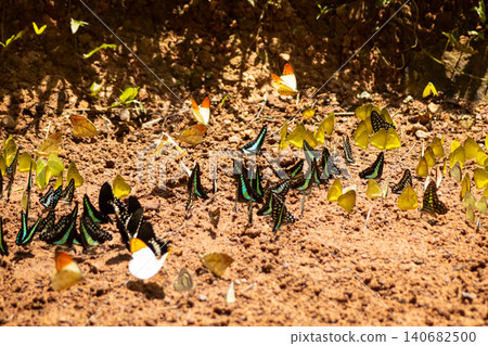 Butterfly swarm mud soil puddling insect wing sunlight, dozens gather on damp ground for mineral salt, colorful wings spread across earthy texture in tropical nature scene 140682500