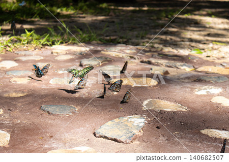 Butterfly insect wildlife nature outdoor sunlight stone dirt, colorful group feeding on mineral rich soil beside cobblestone path, warm summer shadow, shallow depth of field 140682507