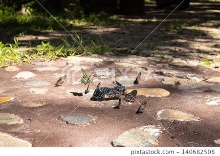 Butterfly insect puddling mud sunlight stone on dirt path, group feeding on mineral moisture beside grass, wings patterned, tranquil outdoor nature scene 140682508