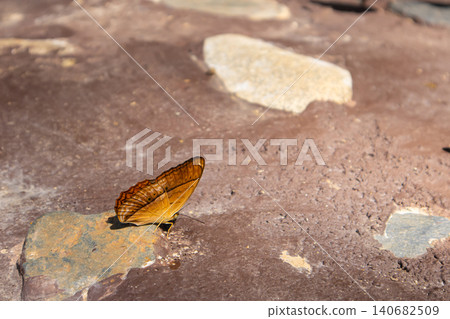 Butterfly insect wing orange brown stone rock sunlight on dry ground, delicate wildlife resting in warm daylight with soft bokeh background, calm nature detail Butterfly insect wing orange brown stone rock sunlight on dry ground, delicate wildlife resting in warm daylight with soft bokeh background, calm nature detail 140682509