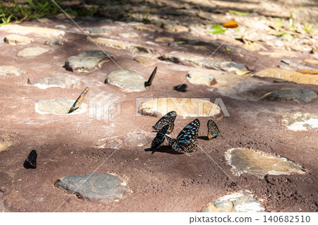 Butterfly insect mud puddle stone ground sunlight nature wildlife tropical scene, group of blue spotted butterflies puddling on wet earth beside rocky path, bright afternoon shadow 140682510
