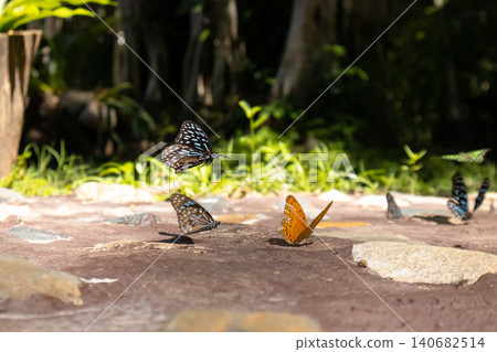Butterfly insect wildlife nature forest sunlight wing garden, group of colorful butterfly on stone path, orange and blue pattern, soft bokeh, summer morning feeding on mineral soil Butterfly insect wildlife nature forest sunlight wing garden, group of colorful butterfly on stone path, orange and blue pattern, soft bokeh, summer morning feeding on mineral soil 140682514