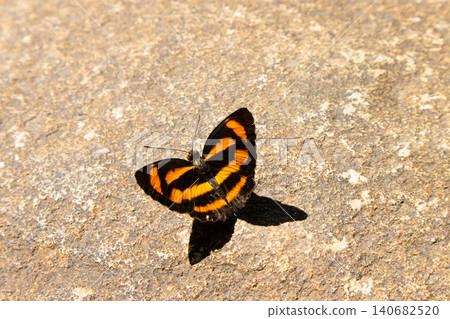 Butterfly orange black wing sunlight shadow stone texture on rough pavement, closeup wildlife detail with calm summer mood, high contrast pattern and copy space Butterfly orange black wing sunlight shadow stone texture on rough pavement, closeup wildlife detail with calm summer mood, high contrast pattern and copy space 140682520
